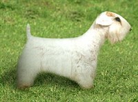 СИЛИХЕМ-ТЕРЬЕР