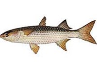 СИНГИЛЬ (рисунок)