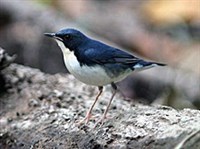 СИНИЙ СОЛОВЕЙ (самец)