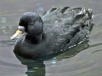 СИНЬГА (самец)