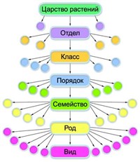 СИСТЕМАТИКА (основные категории)