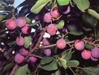 СЛИВА (ветви с плодами)