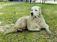 СЛОВАЦКИЙ ЧУВАЧ