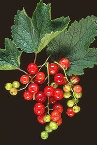 СМОРОДИНА (красная)