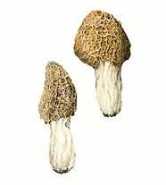 СМОРЧКИ (конический и настоящий)