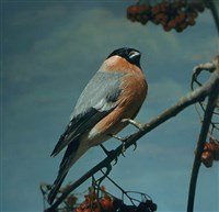 СНЕГИРЬ (самец)