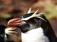 СНЭРСКИЙ ХОХЛАТЫЙ ПИНГВИН (голова)