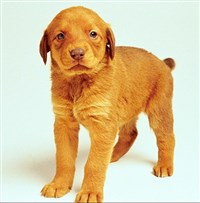 СОБАКА (щенок)