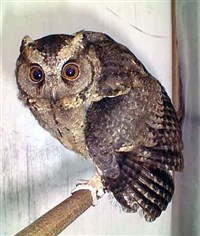 СОВКИ (птицы) (Совка Санда)