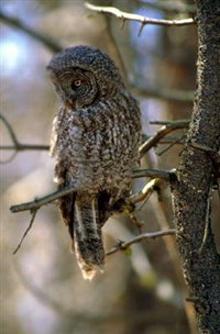 СОВЫ (серая неясыть)