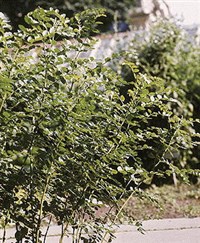 СОЛОДКА ГОЛАЯ