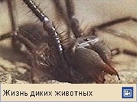 СОЛЬПУГА (фаланга)