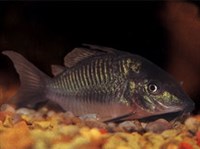 СОМИК ЗЕЛЕНЫЙ