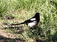 СОРОКА (Pica pica)