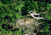 СОРОКОПУТЫ