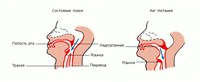 СОСТОЯНИЕ ВЕРХНИХ ОТДЕЛОВ ПИЩЕВАРИТЕЛЬНОГО ТРАКТА ПРИ АКТЕ ГЛОТАНИЯ