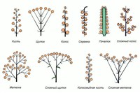 СОЦВЕТИЕ (типы соцветий 1)