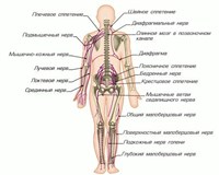 СПИННОМОЗГОВЫЕ НЕРВЫ (схематическое изображение)