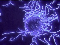 СПИРОХЕТЫ (Спирохеты)