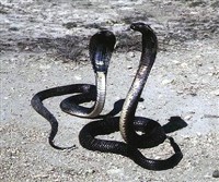 СРЕДНЕАЗИАТСКАЯ КОБРА (пара)