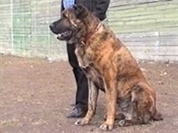 СРЕДНЕАЗИАТСКАЯ ОВЧАРКА