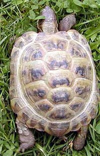 СРЕДНЕАЗИАТСКАЯ ЧЕРЕПАХА (Testudo horsfieldi)