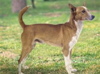 СРЕДНИЙ ПОРТУГАЛЬСКИЙ ПОДЕНГУ