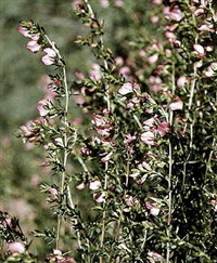 СТАЛЬНИК ПОЛЕВОЙ