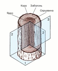 СТВОЛ (части ствола дерева)