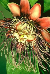 СТРАСТОЦВЕТ (1)