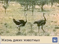 СТРАУСЫ (видео)