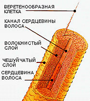 СТРОЕНИЕ ВОЛОСА