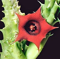 СУККУЛЕНТЫ (стапелия)