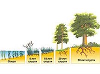 СУКЦЕССИЯ (схема)