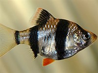 СУМАТРАНСКИЙ БАРБУС (Barbus tetrazona)