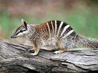 СУМЧАТЫЕ ЗВЕРИ (Сумчатый муравьед)