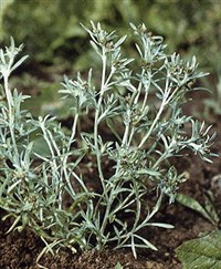 СУШЕНИЦА ТОПЯНАЯ