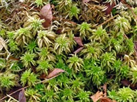 СФАГНУМ (заросли)