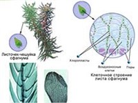 СФАГНУМ (строение)