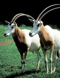 Саблерогая антилопа (Oryx dammah)