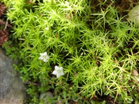 Сагина шиловидная – Sagina subulata (Sw.) Presl.