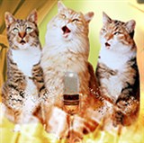 Садовая славка (песня)