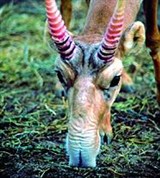 Сайгак (голова самца)