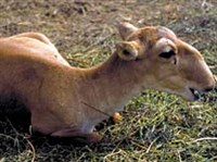 Сайгак (самка)