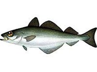 Сайда (рисунок)