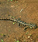 Саламандры (восточная тигровая саламандра)