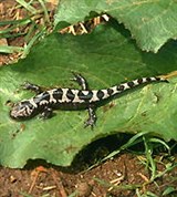 Саламандры (мраморная саламандра)