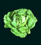 Салат (кочанный)