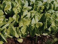 Салат посевной