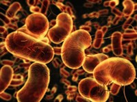 Сальмонеллез (Сальмонеллы)